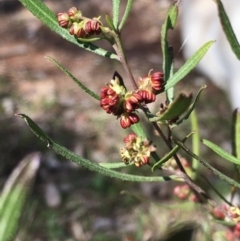 Dodonaea viscosa at Hall, ACT - 19 Sep 2022