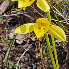 Diuris chryseopsis at Gundaroo, NSW - 19 Sep 2022