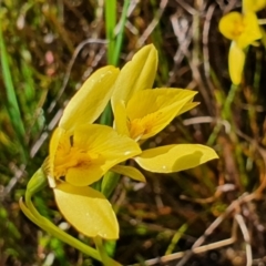 Diuris chryseopsis at Gundaroo, NSW - 19 Sep 2022