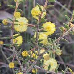 Acacia gunnii at Jerrabomberra, ACT - 19 Sep 2022