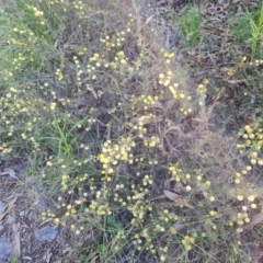 Acacia gunnii at Jerrabomberra, ACT - 19 Sep 2022