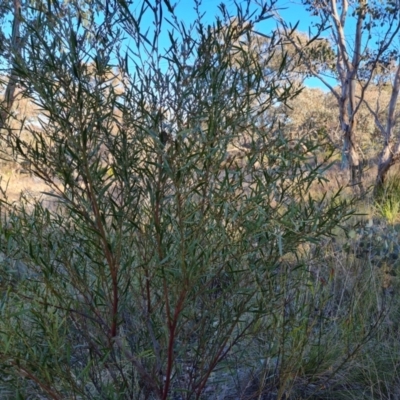 Daviesia mimosoides (Bitter Pea) at Wanniassa Hill - 19 Sep 2022 by Mike