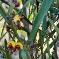 Daviesia mimosoides at Jerrabomberra, ACT - 19 Sep 2022