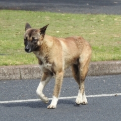 Canis lupus (Dingo / Wild Dog) at Hawks Nest, NSW - 19 Sep 2022 by GlossyGal