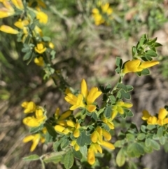 Genista monspessulana (Cape Broom, Montpellier Broom) at Ainslie, ACT - 19 Sep 2022 by NedJohnston