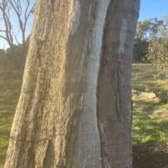 Eucalyptus blakelyi (Blakely's Red Gum) at Aranda, ACT - 19 Sep 2022 by lbradley
