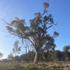 Eucalyptus blakelyi at Aranda, ACT - 19 Sep 2022