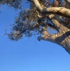 Eucalyptus blakelyi at Aranda, ACT - 19 Sep 2022