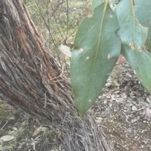 Eucalyptus macrorhyncha at Aranda, ACT - 19 Sep 2022 05:44 PM