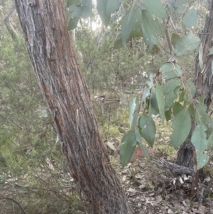 Eucalyptus macrorhyncha at Aranda, ACT - 19 Sep 2022