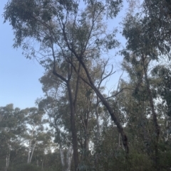 Eucalyptus macrorhyncha at Aranda, ACT - 19 Sep 2022 05:44 PM