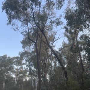 Eucalyptus macrorhyncha at Aranda, ACT - 19 Sep 2022 05:44 PM