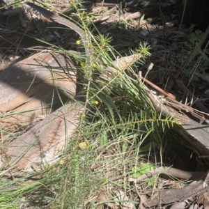 Acacia ulicifolia at Watson, ACT - 19 Sep 2022