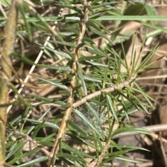 Acacia ulicifolia at Watson, ACT - 19 Sep 2022