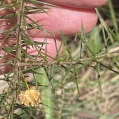 Acacia ulicifolia at Watson, ACT - 19 Sep 2022