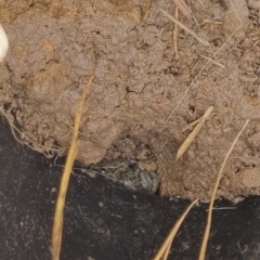 Limnodynastes tasmaniensis (Spotted Grass Frog) at Moncrieff, ACT - 19 Sep 2022 by pixelnips