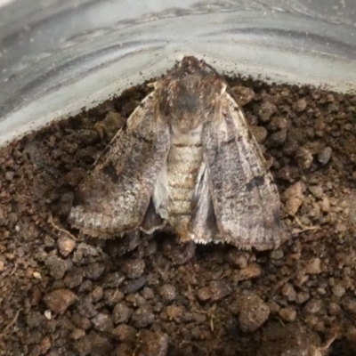 Agrotis porphyricollis (Variable Cutworm) at McKellar, ACT - 11 Sep 2022 by Birdy