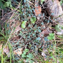 Bossiaea prostrata (Creeping Bossiaea) at Watson, ACT - 19 Sep 2022 by abread111