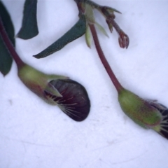 Bossiaea prostrata at Watson, ACT - 19 Sep 2022