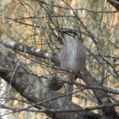 Caligavis chrysops (Yellow-faced Honeyeater) at Watson, ACT - 18 Sep 2022 by Steve_Bok