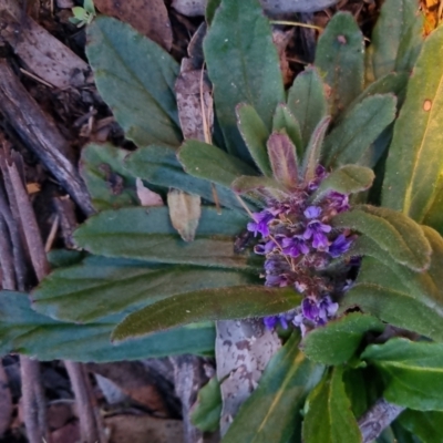 Ajuga australis (Austral Bugle) at Bungendore, NSW - 17 Sep 2022 by clarehoneydove