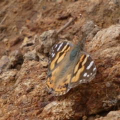 Vanessa kershawi (Australian Painted Lady) at Mount Majura - 18 Sep 2022 by Steve_Bok