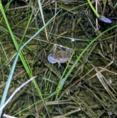 Crinia sloanei (Sloane's Froglet) at Thurgoona, NSW - 19 Sep 2022 by ChrisAllen