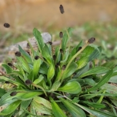 Plantago lanceolata (Ribwort Plantain, Lamb's Tongues) at Bungendore, NSW - 18 Sep 2022 by clarehoneydove