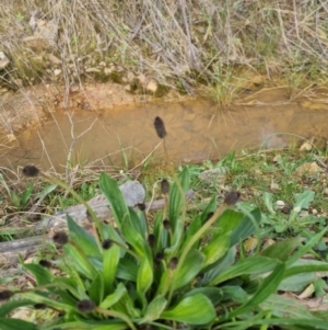 Plantago lanceolata at Bungendore, NSW - 18 Sep 2022