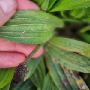 Plantago lanceolata at Bungendore, NSW - 18 Sep 2022