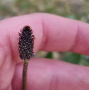 Plantago lanceolata at Bungendore, NSW - 18 Sep 2022