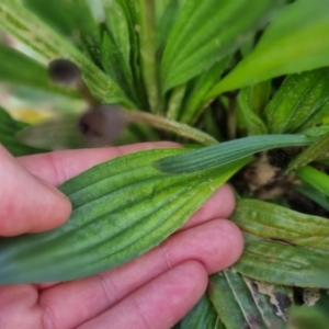 Plantago lanceolata at Bungendore, NSW - 18 Sep 2022