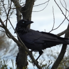 Corvus coronoides (Australian Raven) at Mount Majura - 18 Sep 2022 by SteveBorkowskis