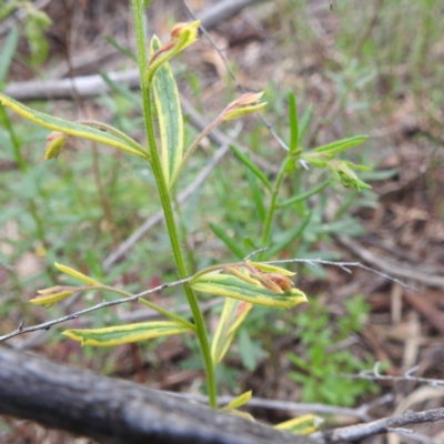 Gonocarpus elatus (Hill Raspwort) at Myall Park, NSW - 17 Sep 2022 by HelenCross