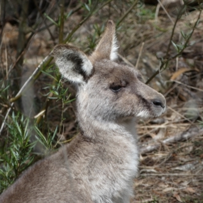 Macropus giganteus (Eastern Grey Kangaroo) at Mount Majura - 18 Sep 2022 by Steve_Bok