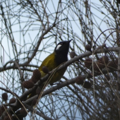 Nesoptilotis leucotis (White-eared Honeyeater) at Mount Majura - 18 Sep 2022 by SteveBorkowskis