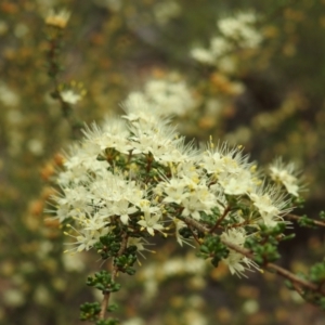 Phebalium obcordatum at Myall Park, NSW - 17 Sep 2022