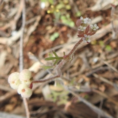 Unverified Other Wildflower or Herb at Myall Park, NSW - 17 Sep 2022 by HelenCross