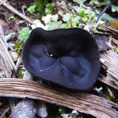 Unidentified Fungus at Myall Park, NSW - 17 Sep 2022 by HelenCross