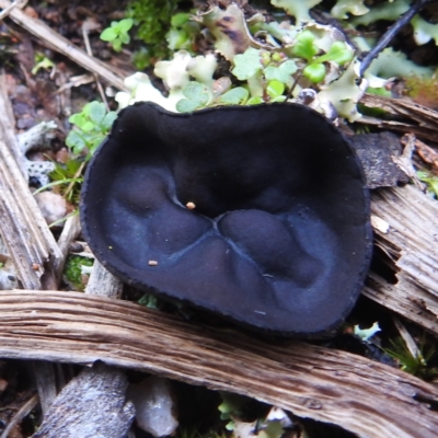 Unverified Fungus at Myall Park, NSW - 17 Sep 2022 by HelenCross