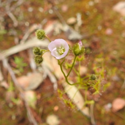 Drosera gunniana (Pale Sundew) at Myall Park, NSW - 17 Sep 2022 by HelenCross