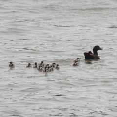 Tadorna tadornoides (Australian Shelduck) at Coomealla, NSW - 14 Sep 2022 by HelenCross