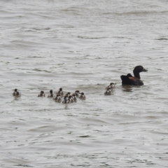 Tadorna tadornoides (Australian Shelduck) at Coomealla, NSW - 13 Sep 2022 by HelenCross