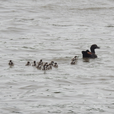 Tadorna tadornoides (Australian Shelduck) at Coomealla, NSW - 14 Sep 2022 by HelenCross