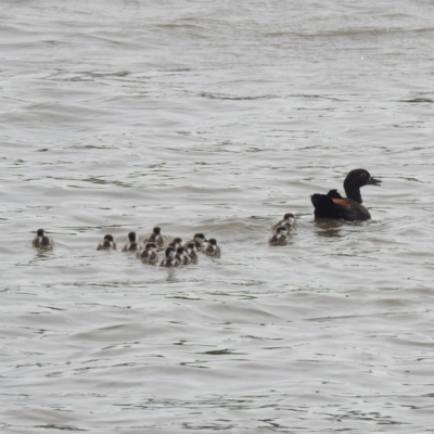 Tadorna tadornoides (Australian Shelduck) at Coomealla, NSW - 13 Sep 2022 by HelenCross