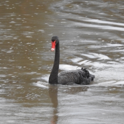 Cygnus atratus (Black Swan) at Dareton, NSW - 14 Sep 2022 by HelenCross