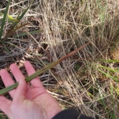 Dianella revoluta (Black-Anther Flax Lily) at Bungendore, NSW - 18 Sep 2022 by clarehoneydove