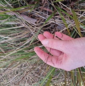 Dianella revoluta at Bungendore, NSW - 18 Sep 2022