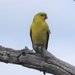 Polytelis anthopeplus (Regent Parrot) at Hattah, VIC - 16 Sep 2022 by HelenCross