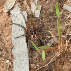 Unidentified Spider (Araneae) at Hattah, VIC - 16 Sep 2022 by HelenCross